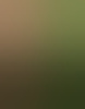 roel